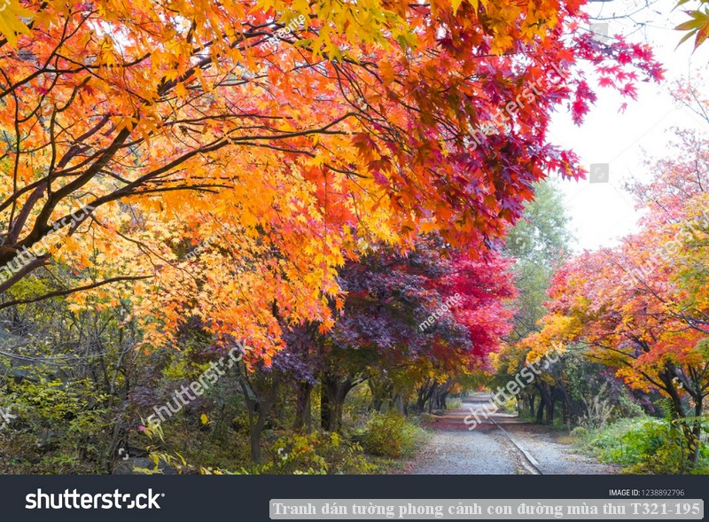 Tranh dán tường phong cảnh con đường mùa thu T321-195